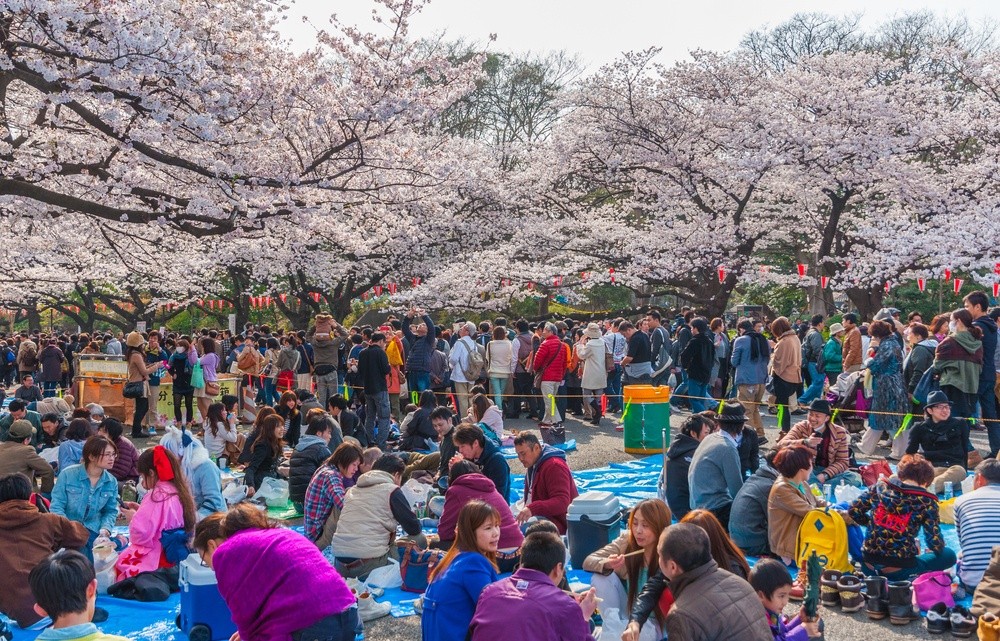 Festival de cerezos en Japón cancelado por turismo irresponsable