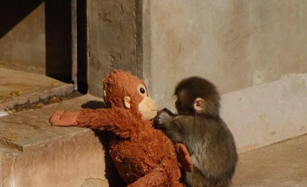 Mono rescatado abraza un peluche tras no lograr integrarse a su grupo en un zoológico