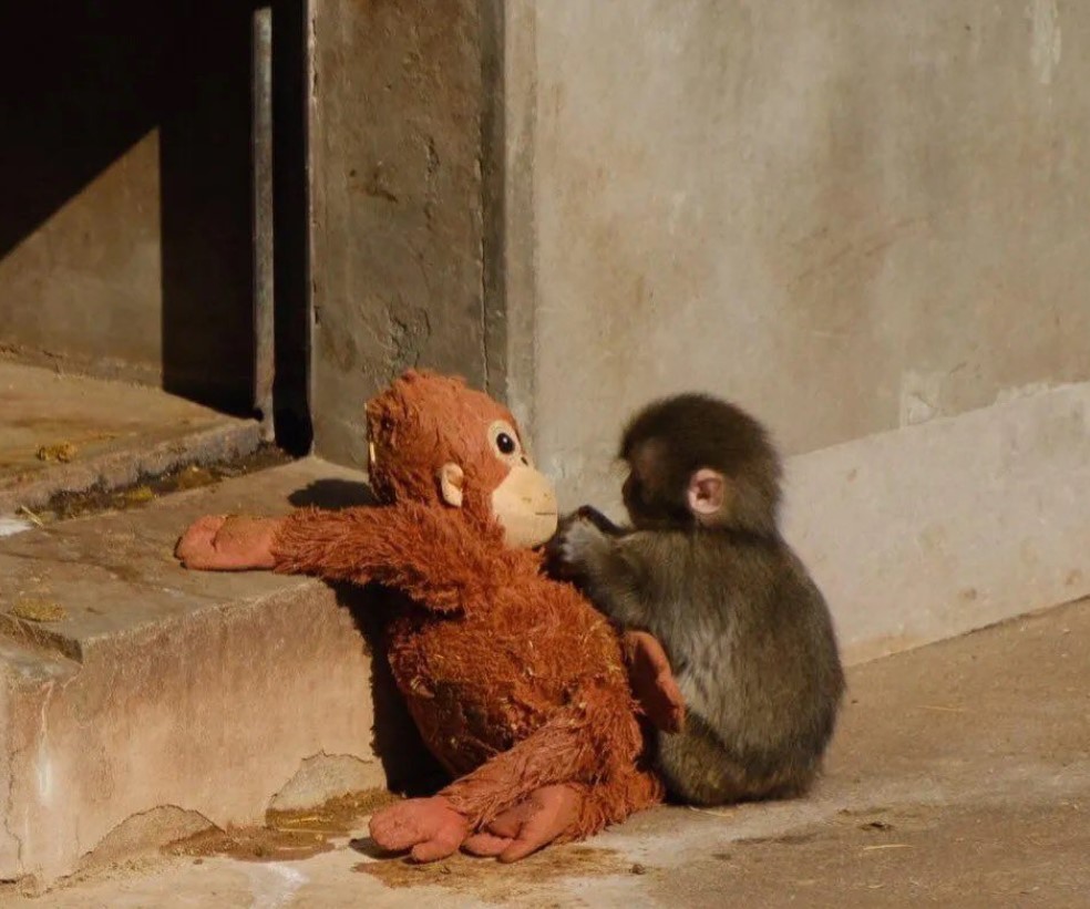 Mono rescatado abraza un peluche tras no lograr integrarse a su grupo en un zoológico