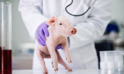 Cerdo pequeño en laboratorio siendo sostenido por personal médico con guantes, en contexto de investigación genética.
