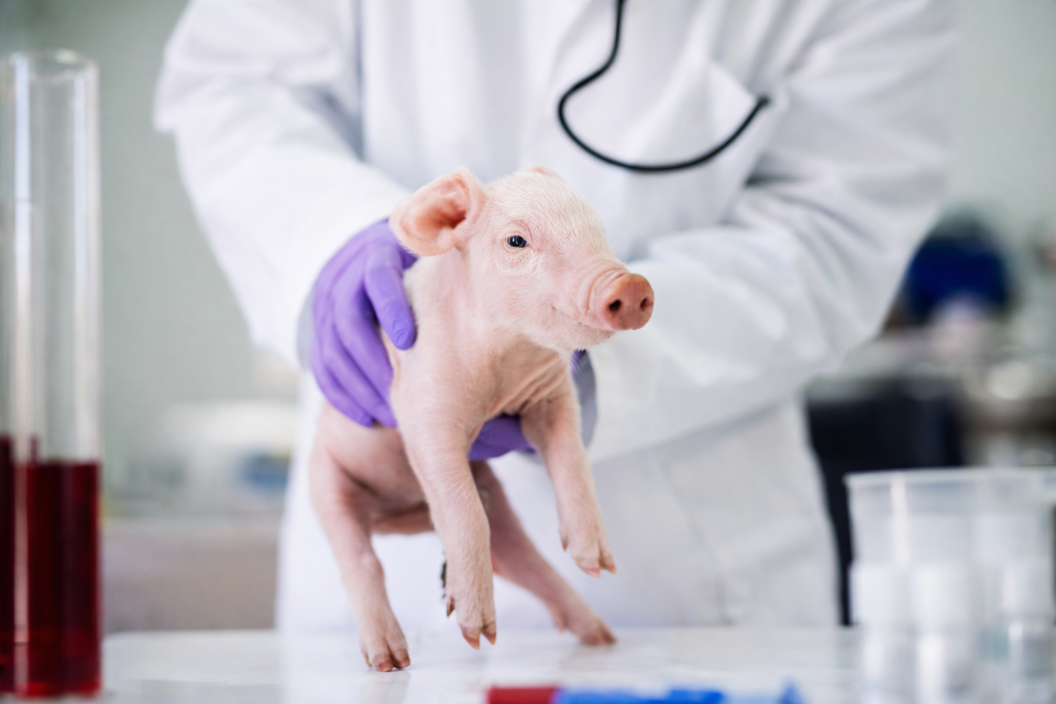 Cerdo pequeño en laboratorio siendo sostenido por personal médico con guantes, en contexto de investigación genética.