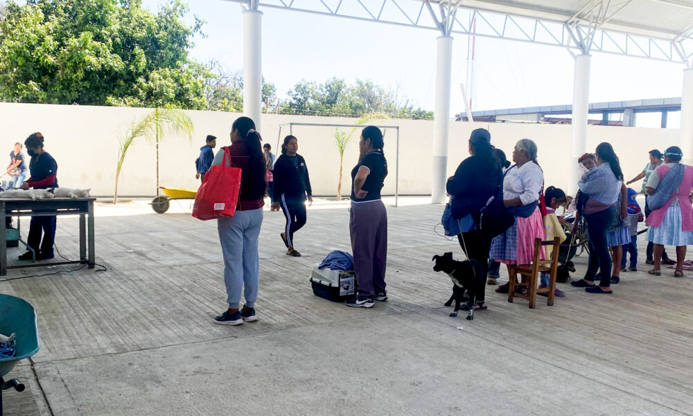 Jornada de esterilización gratuita de perros y gatos en Tochimilco con participación ciudadana