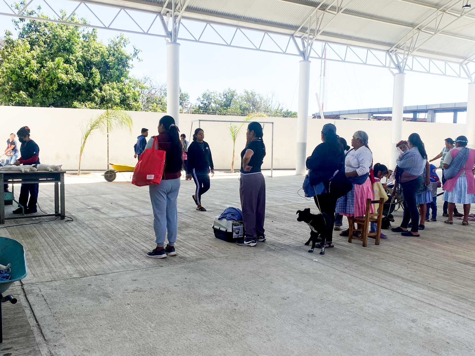 Jornada de esterilización gratuita de perros y gatos en Tochimilco con participación ciudadana
