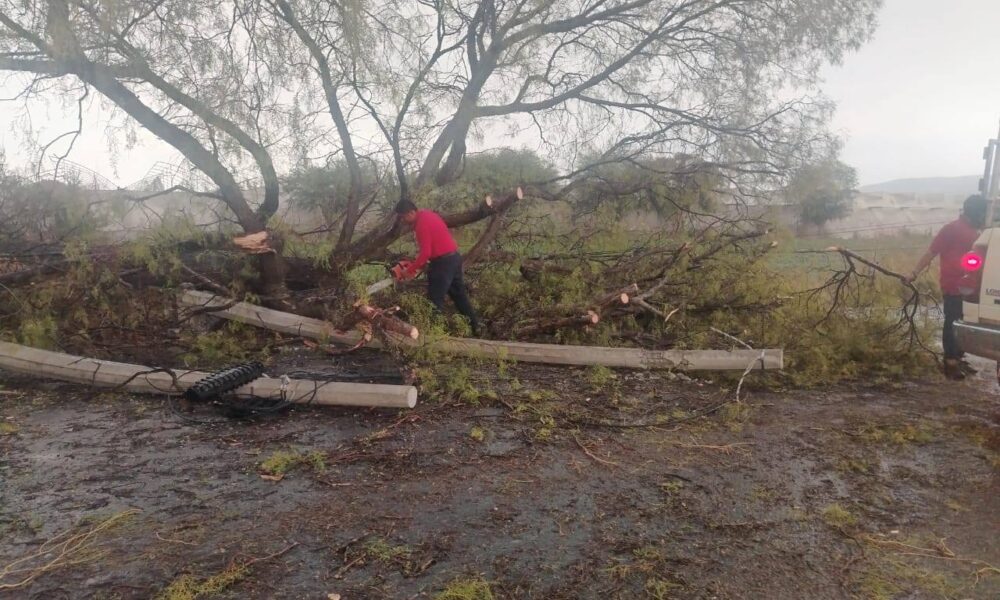 Bomberos de Huaquechula retiran árbol caído en carretera por fuertes lluvias en Puebla