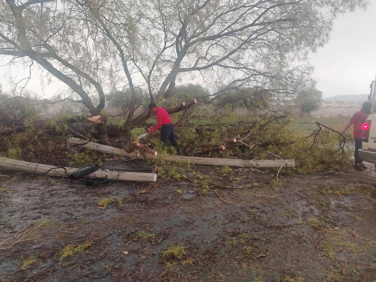 Bomberos de Huaquechula retiran árbol caído en carretera por fuertes lluvias en Puebla