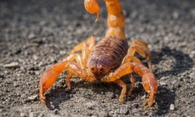 Escorpión naranja en primer plano relacionado con estudio científico sobre molécula contra cáncer de mama
