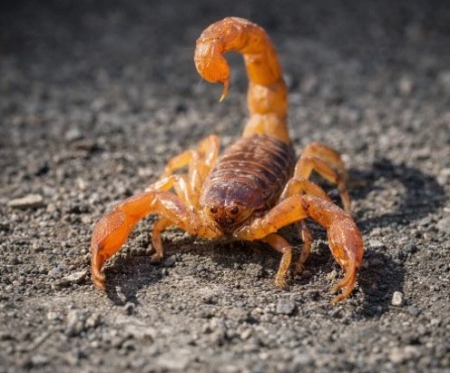 Escorpión naranja en primer plano relacionado con estudio científico sobre molécula contra cáncer de mama