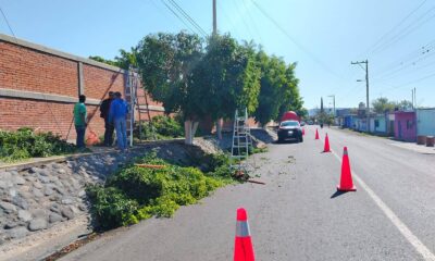 Trabajos de poda de árboles con abanderamiento vial en carretera de Cacaloxúchitl Huaquechula