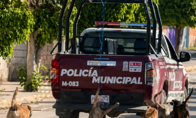Patrulla de policía municipal circula con perros detrás en calle de Puebla generando denuncia por posible maltrato animal.