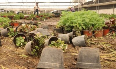 Plantas y macetas caídas en vivero tras lluvias intensas en Atlixco