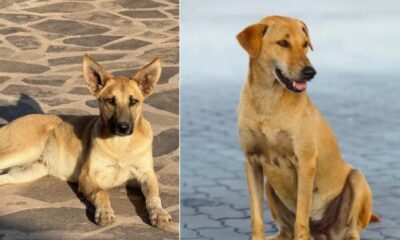 Perros mestizos color café conocidos como “perro caramelo” en México