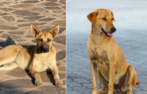 Perros mestizos color café conocidos como “perro caramelo” en México