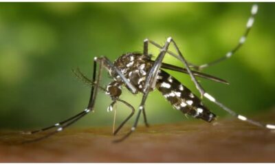 Mosquito Aedes vittatus sobre la piel humana con puntos blancos característicos transmisor de enfermedades