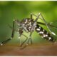 Mosquito Aedes vittatus sobre la piel humana con puntos blancos característicos transmisor de enfermedades