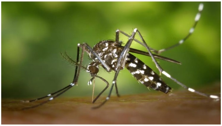 Mosquito Aedes vittatus sobre la piel humana con puntos blancos característicos transmisor de enfermedades