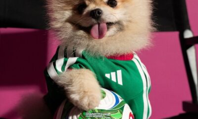 Perros con camisetas oficiales de selecciones nacionales del Mundial 2026 en colección de Adidas