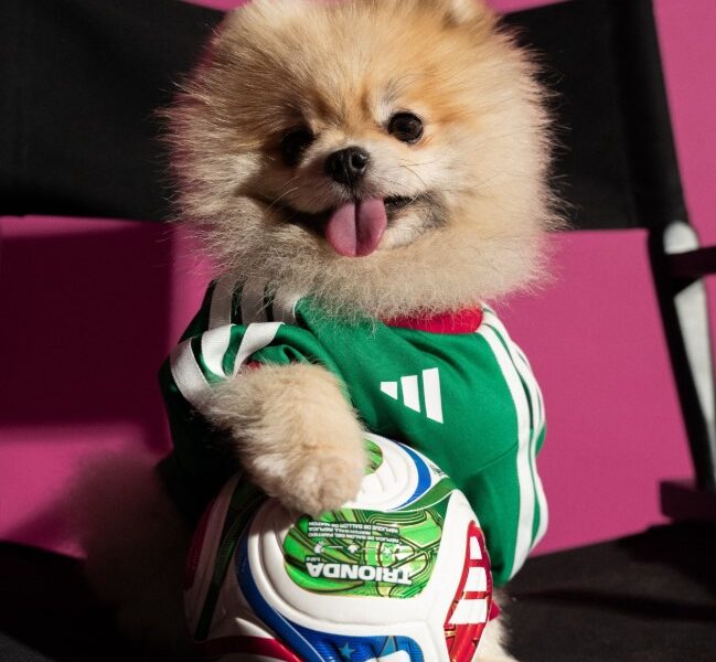 Perros con camisetas oficiales de selecciones nacionales del Mundial 2026 en colección de Adidas
