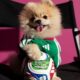 Perros con camisetas oficiales de selecciones nacionales del Mundial 2026 en colección de Adidas
