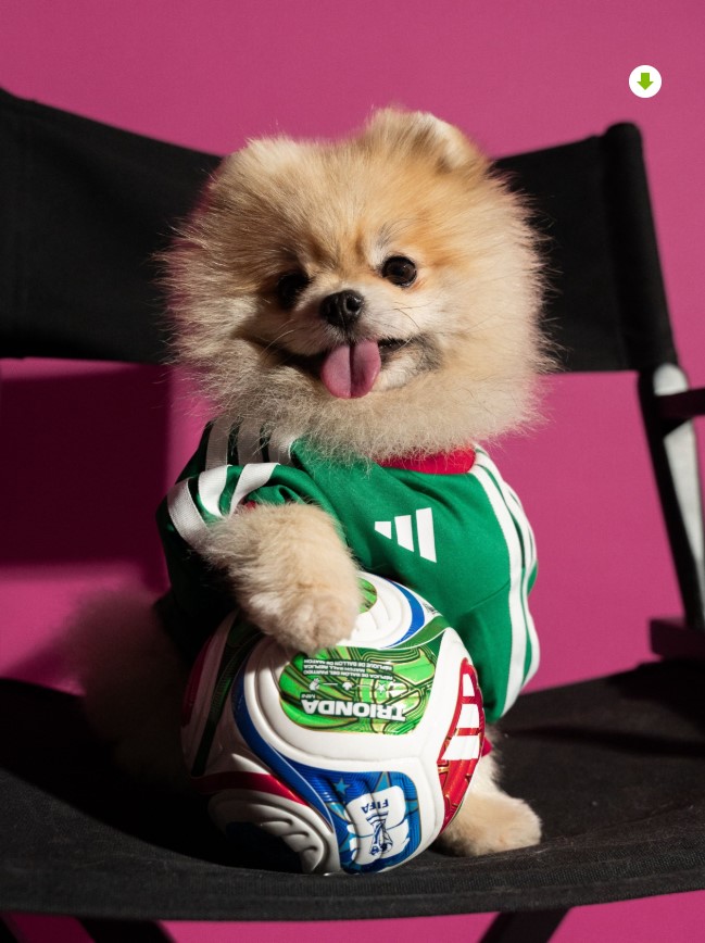Perros con camisetas oficiales de selecciones nacionales del Mundial 2026 en colección de Adidas