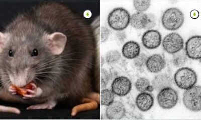 Imagen de roedor y microscopía relacionada con el Hantavirus