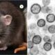 Imagen de roedor y microscopía relacionada con el Hantavirus