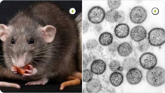 Imagen de roedor y microscopía relacionada con el Hantavirus