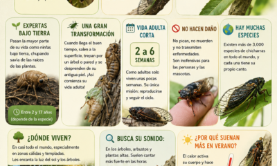 Infografía educativa sobre las chicharras, su sonido, ciclo de vida, hábitat e importancia ecológica durante el verano en México.