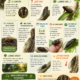 Infografía educativa sobre las chicharras, su sonido, ciclo de vida, hábitat e importancia ecológica durante el verano en México.