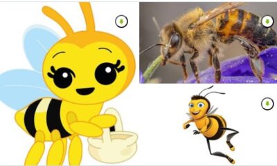Imagen ilustrativa sobre el Día Mundial de las Abejas con caricaturas y fotografía de una abeja polinizando flores.