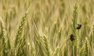 Cultivo de maíz afectado por insectos relacionados con plagas agrícolas que amenazan la producción alimentaria en México.