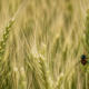 Cultivo de maíz afectado por insectos relacionados con plagas agrícolas que amenazan la producción alimentaria en México.