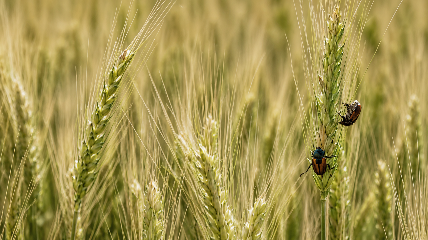 Cultivo de maíz afectado por insectos relacionados con plagas agrícolas que amenazan la producción alimentaria en México.