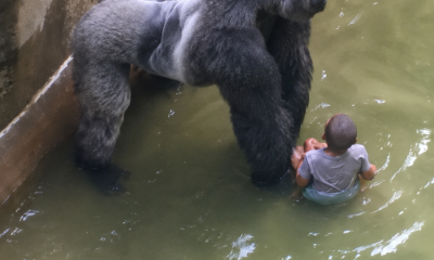 Gorila Harambe junto a un menor dentro del recinto del zoológico de Cincinnati antes del incidente de 2016.