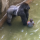 Gorila Harambe junto a un menor dentro del recinto del zoológico de Cincinnati antes del incidente de 2016.