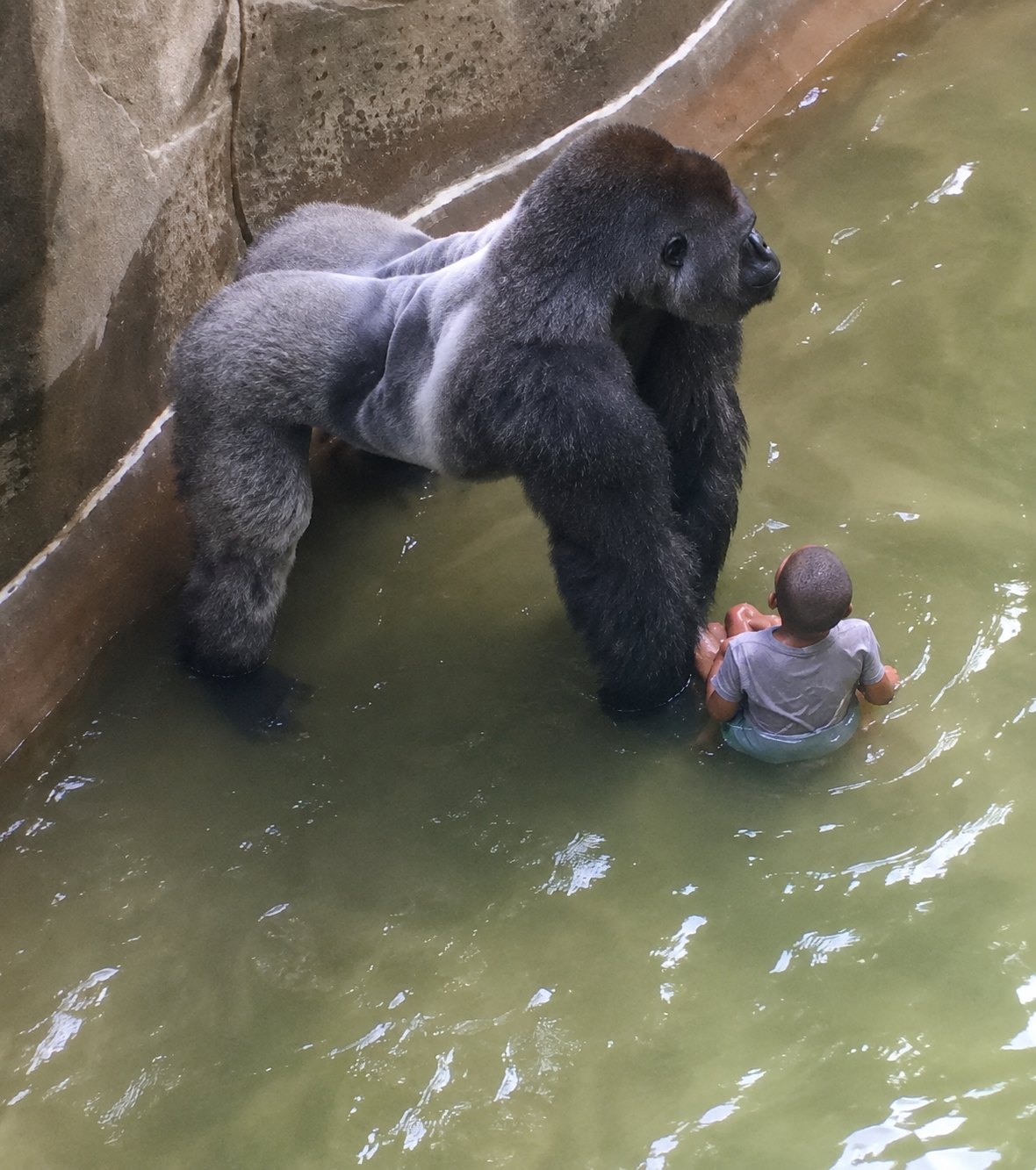 Gorila Harambe junto a un menor dentro del recinto del zoológico de Cincinnati antes del incidente de 2016.