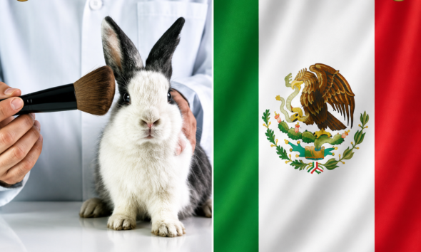 México prohíbe las pruebas cosméticas en animales y se convierte en referente de bienestar animal en América del Norte.