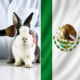 México prohíbe las pruebas cosméticas en animales y se convierte en referente de bienestar animal en América del Norte.