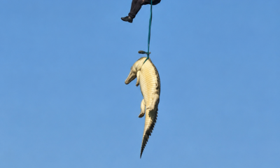 Hombre suspendido sobre un cocodrilo en referencia a riesgos relacionados con fauna salvaje
