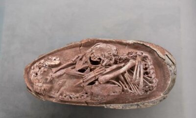 Fósil del embrión de dinosaurio Baby Yingliang perfectamente conservado dentro de un huevo hallado en China.