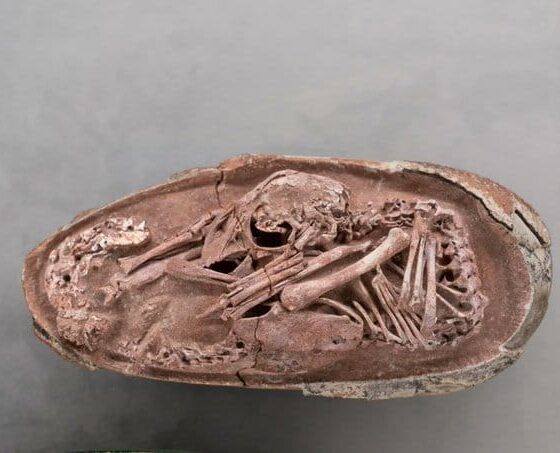 Fósil del embrión de dinosaurio Baby Yingliang perfectamente conservado dentro de un huevo hallado en China.