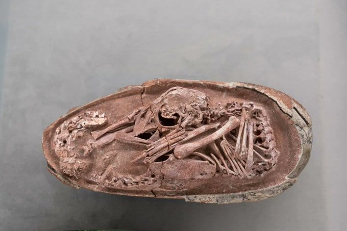 Fósil del embrión de dinosaurio Baby Yingliang perfectamente conservado dentro de un huevo hallado en China.