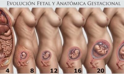 Ilustración de evolución fetal y cambios anatómicos durante las 40 semanas de embarazo