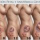 Ilustración de evolución fetal y cambios anatómicos durante las 40 semanas de embarazo
