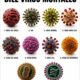 Representación gráfica de diez virus letales que han afectado a la humanidad