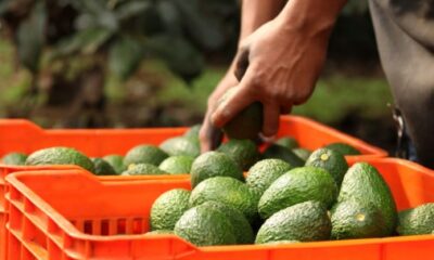 Productor agrícola colocando aguacates en cajas durante actividades de cosecha y fortalecimiento agrícola en Atlixco, Puebla.