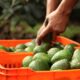 Productor agrícola colocando aguacates en cajas durante actividades de cosecha y fortalecimiento agrícola en Atlixco, Puebla.