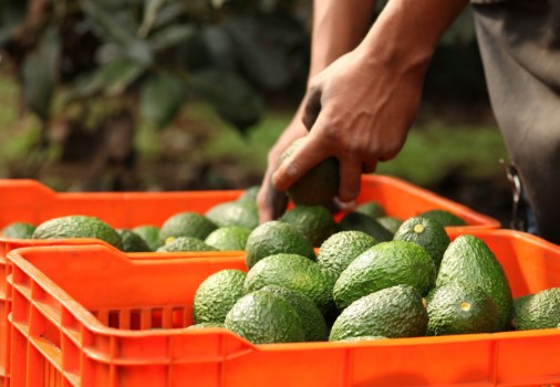 Productor agrícola colocando aguacates en cajas durante actividades de cosecha y fortalecimiento agrícola en Atlixco, Puebla.