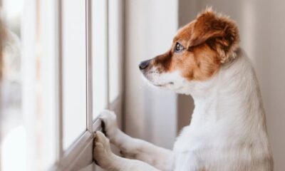 Perro recostado solo dentro de una casa representando bienestar animal y ansiedad por aislamiento.