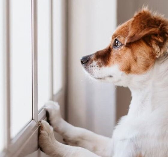 Perro recostado solo dentro de una casa representando bienestar animal y ansiedad por aislamiento.