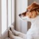 Perro recostado solo dentro de una casa representando bienestar animal y ansiedad por aislamiento.